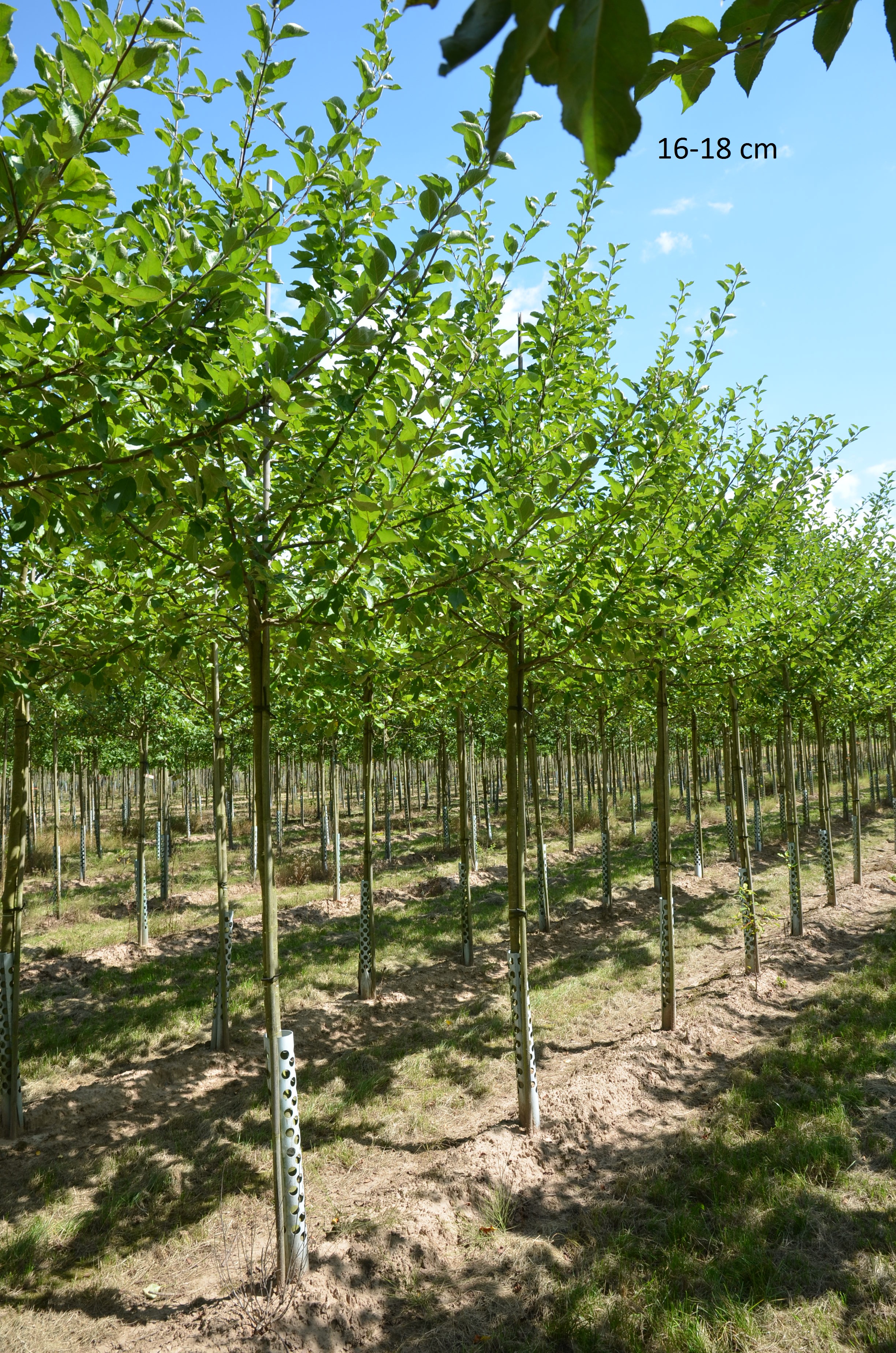 große Obstbäume
